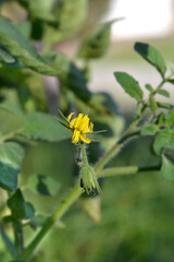  Tomato plant flowers