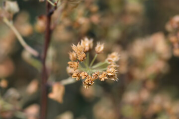Ninebark seed pods