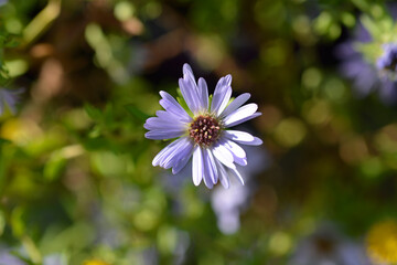 Aromatic aster October Skies flower