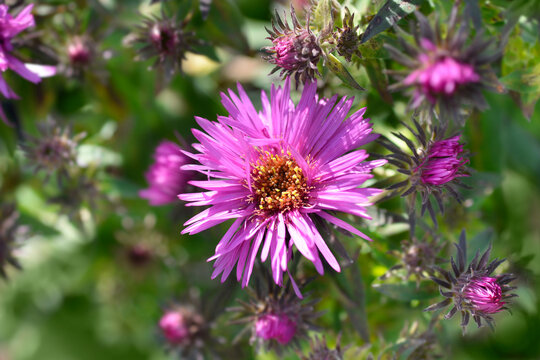 New England aster Vibrant Dome flowers