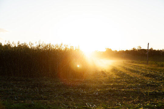 Sun rays and dust at sunset over paddock of forage crop on farm