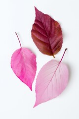 AI-generated illustration of three pink leaves isolated on a white background.