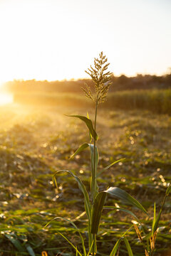 Stalk of forage sorghum in golden sunlit paddock