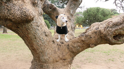 Perro, osito buzo osito panda