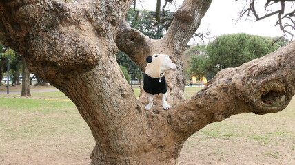 Perro, osito buzo osito panda