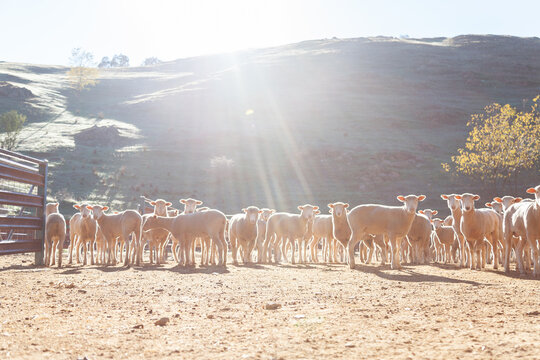 Flock of sheep in yards in morning sunlight