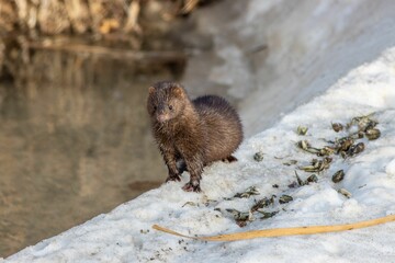 American mink on the edge of a frozen lake, surrounded by a blanket of snow