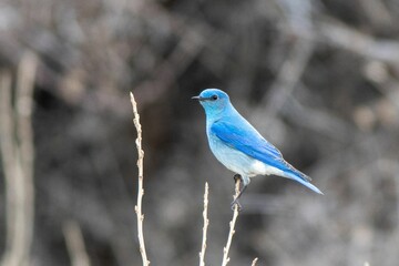 a blue bird sitting on top of a dry brush plant
