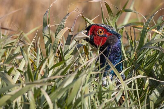 Solitary Chinese Ring-necked Pheasant bird perched in a tall grass field