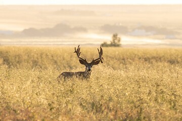 Male mule deer grazing in a meadow surrounded by tall trees, its antlers peeking from the grass