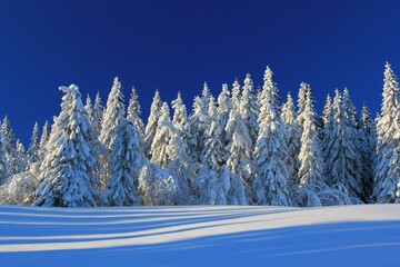 a lot of trees covered in snow in front of a blue sky