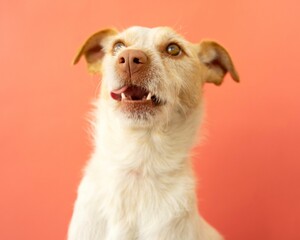 Cheerful white dog with brown ears looking with joy against a vibrant backdrop