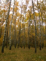 Dense forest of tall trees with lush autumn foliage.