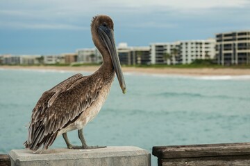 Pelican perched atop a rock in a tranquil waterfront setting