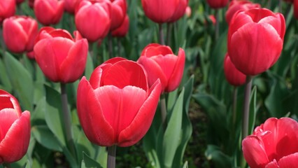 Closeup of red tulips blooming in a vibrant field