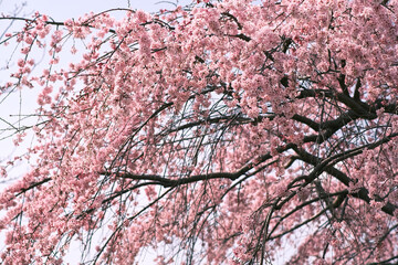 しだれ桜
