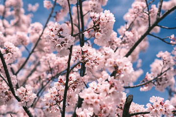 青空と満開の桜の花
