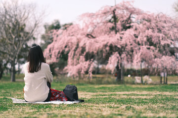 しだれ桜を一人でお花見