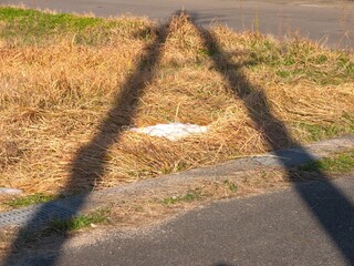 冬の日差しが差し込む道