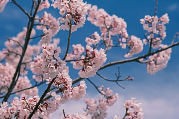 春の桜の花と青空