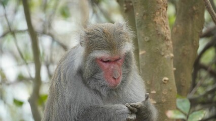 a very cute monkey with a red face sitting in the woods