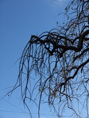 青空の元で枯れた木