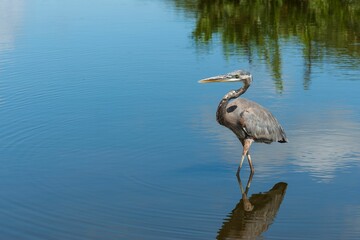 Obraz premium Great blue heron standing in the shallow water.