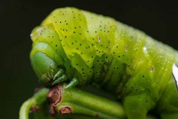 an up-close view of a large green Oruga insect perched on a bed of lush green foliage