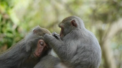 Primates grooming each other with one primate touching the head of the other with its finger