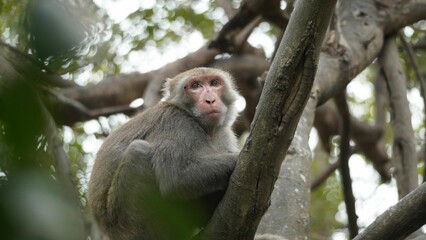 there is a monkey that has taken a nap in the tree
