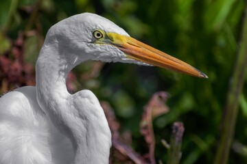 Close-up of a great egret (Aldea alba) in a lush green forest