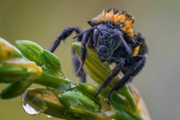 Close-up of a yellow and black bumblebee in the rain