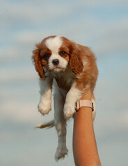 cute little Cavallier King Charles Spaniel puppy in hand - 731705743