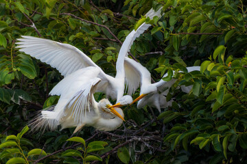 Three Great Egrets (Ardea alba) fighting in a lush, green environment