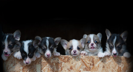 Cute corgi puppies in a row