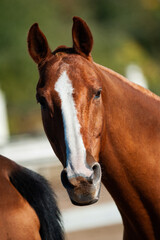 Horse portrait close up - 731705905