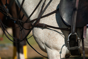 Polo horse in amunition, close up