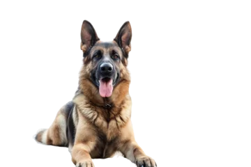Foto op Canvas Police Dog on Transparent Background, PNG, Generative Ai © Rehab