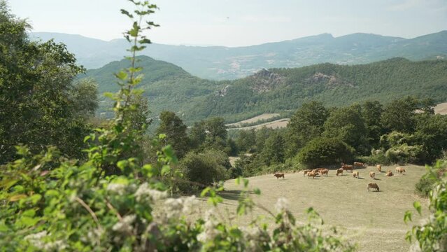 View of cattle, woodland and countryside near Pennabilli, Province of San Marino, Emilia-Romagna