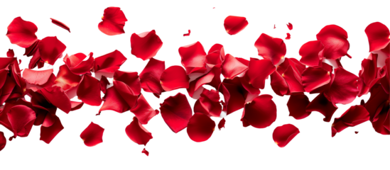 strip of scattered red rose petals, isolated on transparent background