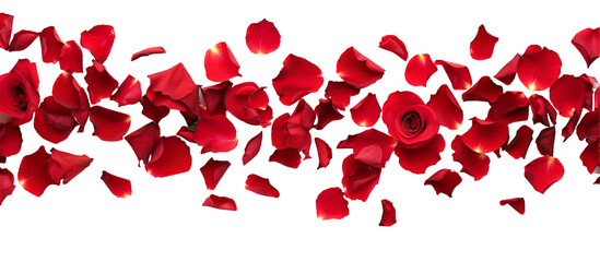 strip of scattered red rose petals, isolated on transparent background