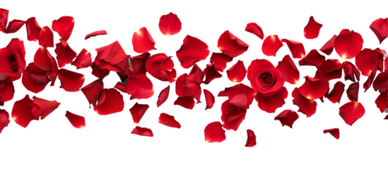 strip of scattered red rose petals, isolated on transparent background