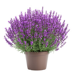 lavender flowers in a vase isolated on transparent background
