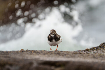 Vuelvepiedras común