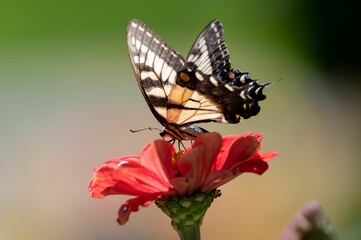 Eastern tiger swallowtail perched atop a vibrant flower, on a blurred background of green foliage