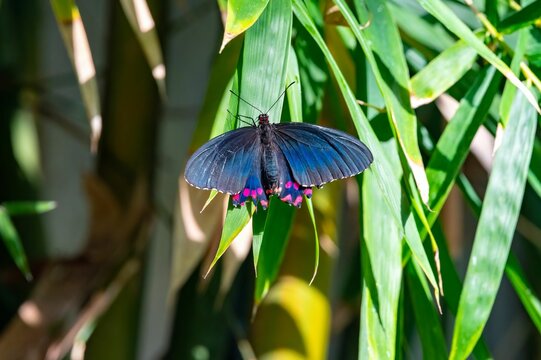 Pink-spotted cattleheart (Parides photinus) butterfly perched on vibrant green foliage