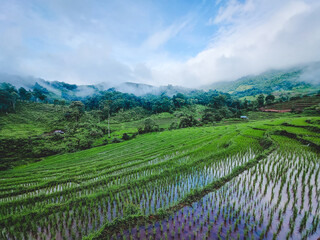 Terraced rice fields with water reflection on the ground in the early morning. Have fog over mountain in the air in the north of Thailand