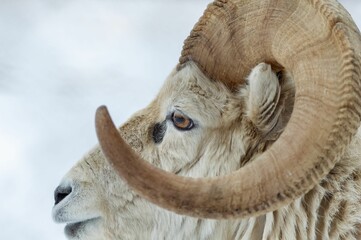 Portrait of a white ram with big sinuous horns standing in a snowy forest landscape