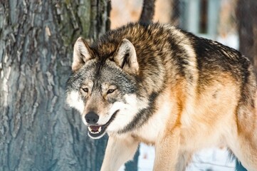 Naklejka na ściany i meble Majestic gray Eurasian wolf striding through a wintery landscape of snow-covered trees