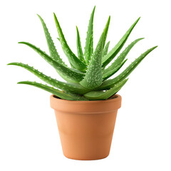 aloe bush in a clay pot, isolated on transparent background